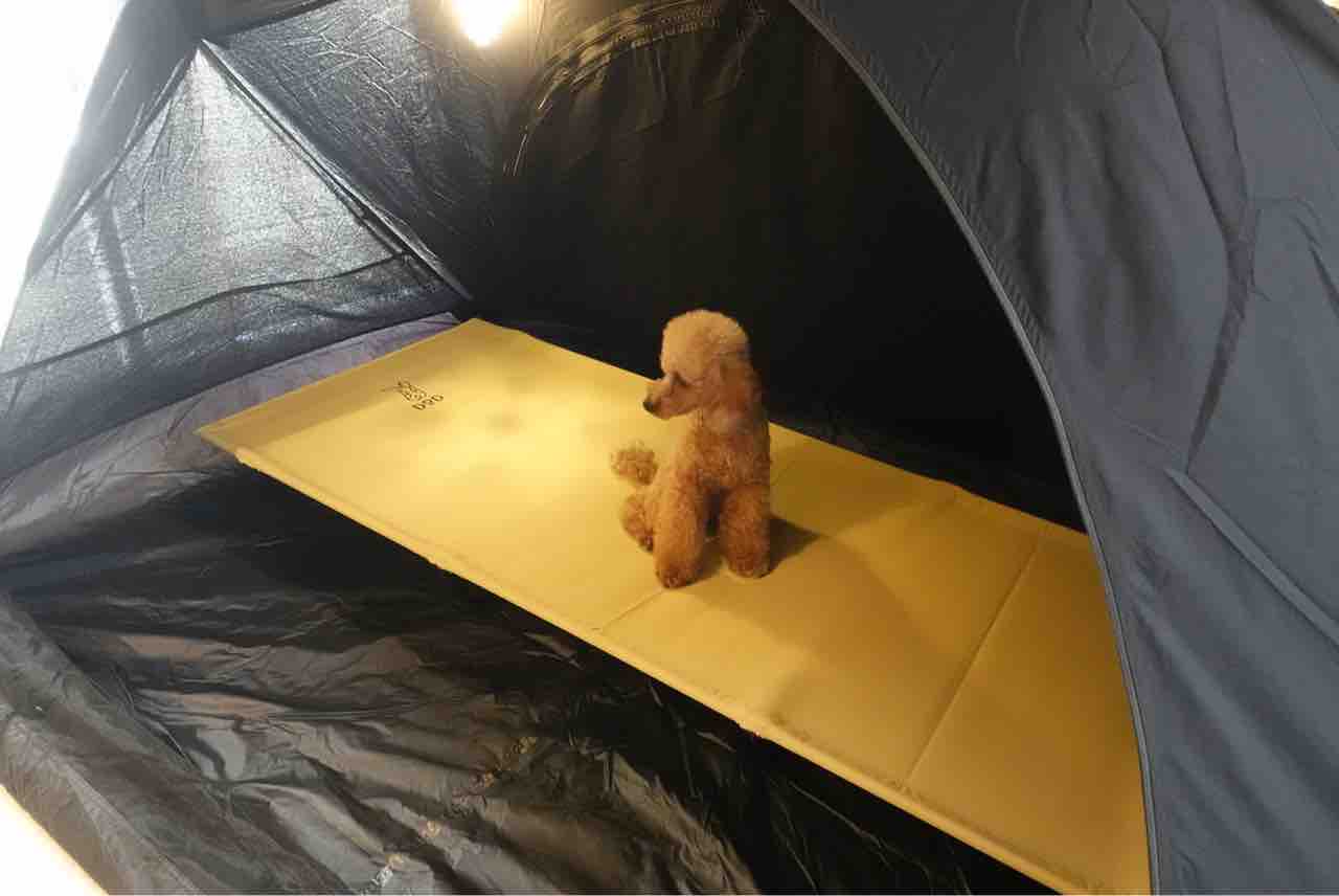 フカヅメカンガルーテントでカンガル〜! : Biwako Camp フカヅメカンガルーテントでカンガル〜! : Biwako Camp