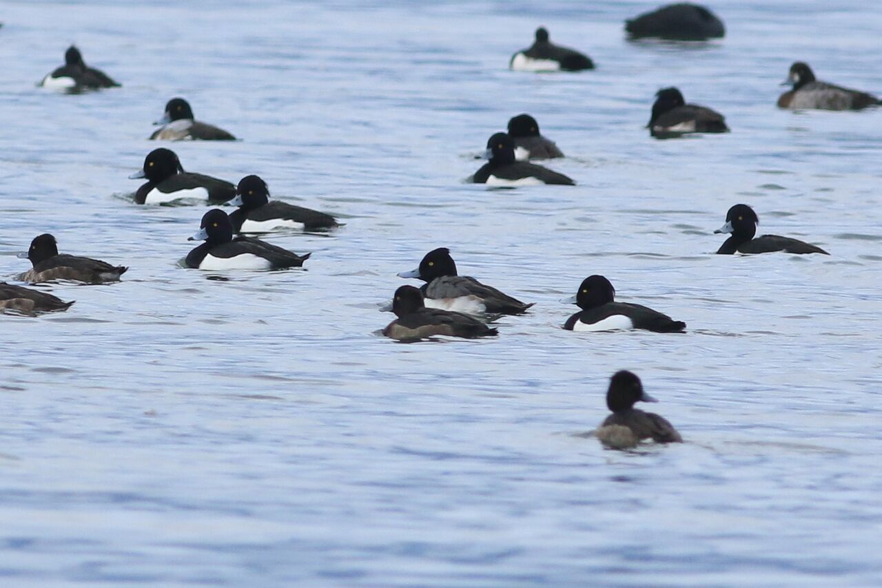 キンクロハジロが関わった雑種 琵琶湖派