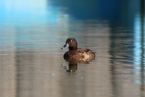 IMG_4899-crop