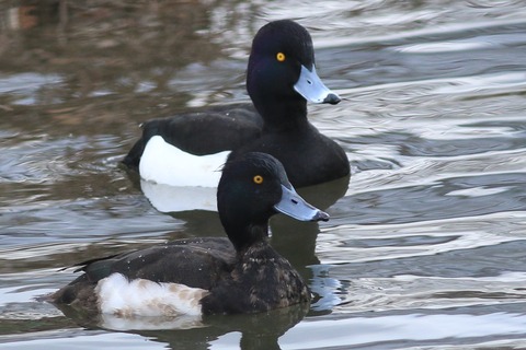 IMG_6241-crop