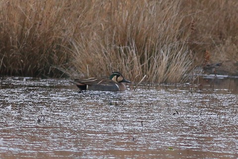 IMG_5328-crop