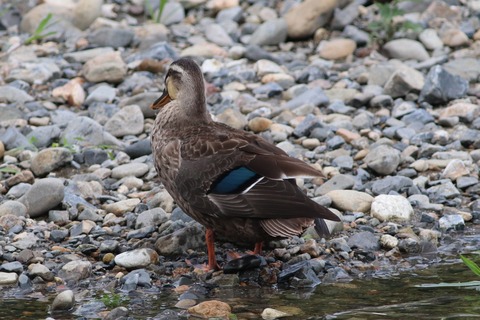 IMG_1338-crop