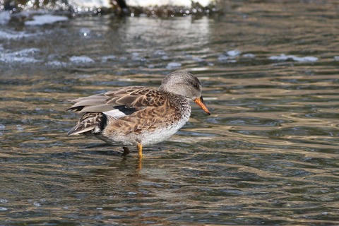 IMG_5234-crop