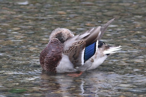 IMG_2646-crop