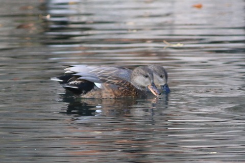 IMG_9285-crop
