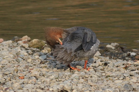 IMG_2347-crop