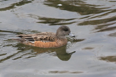 IMG_8968-crop