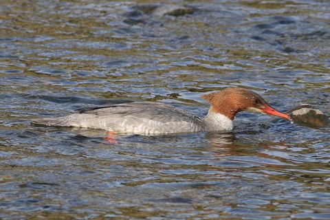 IMG_9315-crop