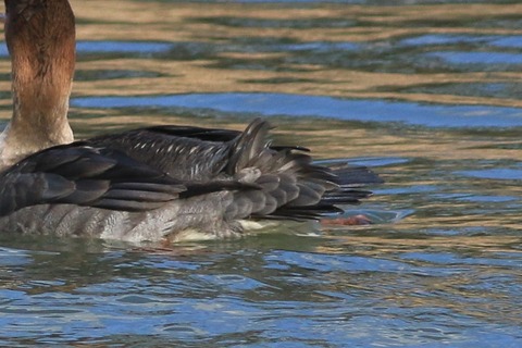 IMG_6472-crop