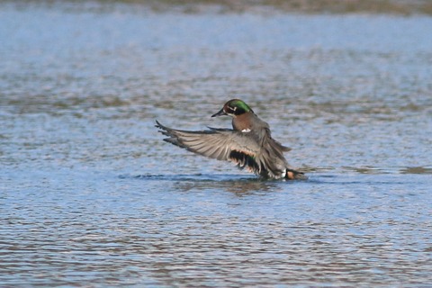 IMG_0357-crop