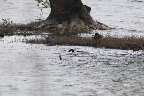 IMG_8273-crop