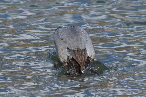 IMG_6385-crop
