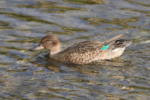IMG_6755-crop