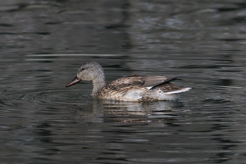 IMG_0806-crop