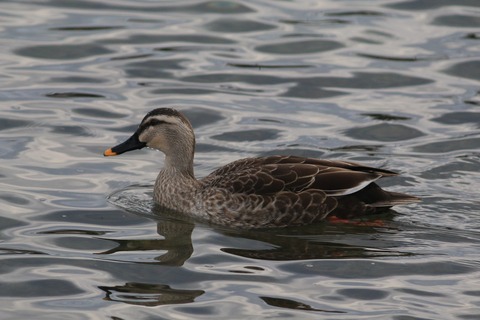IMG_0372-crop