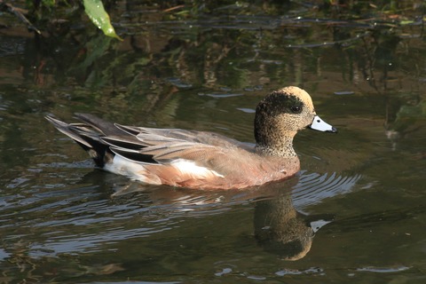 IMG_7080-crop
