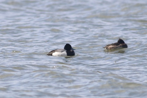 IMG_0536-crop