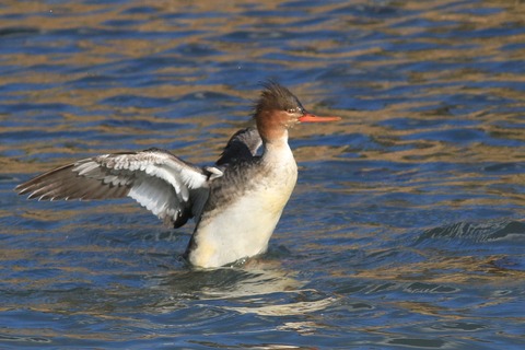IMG_6446-crop