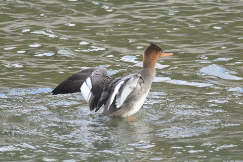 IMG_9455-crop