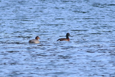 IMG_3259-crop