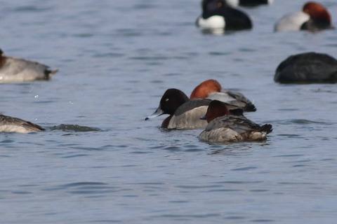 IMG_2036-crop