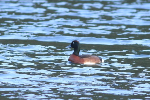 IMG_3271-crop
