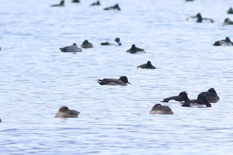 IMG_1885-crop