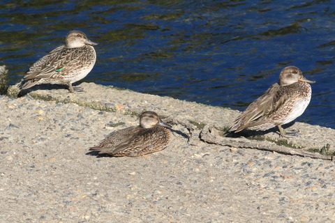 IMG_8977-crop