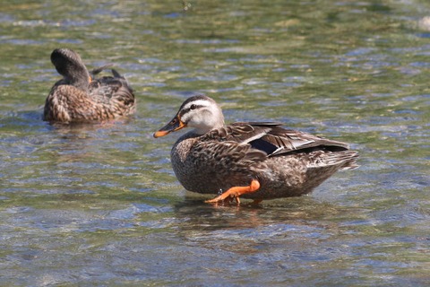 IMG_1610-crop