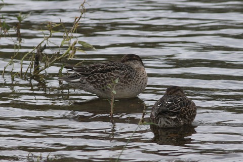 IMG_2751-crop