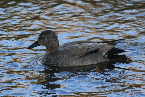 IMG_5021-crop