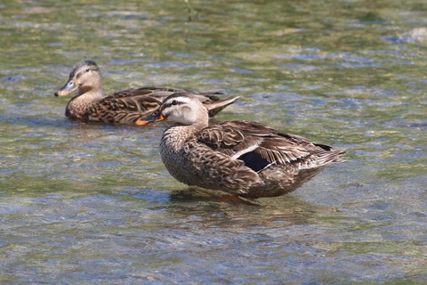 IMG_1598-crop