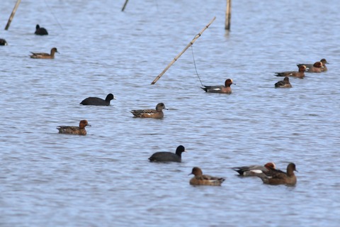 IMG_6016-crop