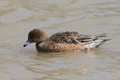 IMG_8317-crop