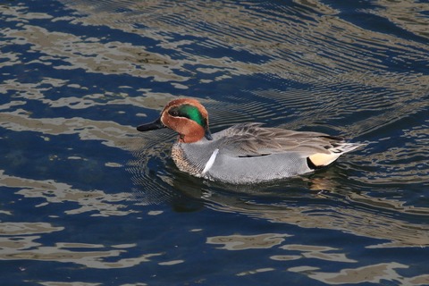 IMG_6990-crop
