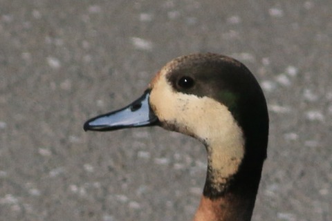 IMG_2682-crop