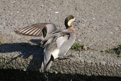 IMG_2651-crop