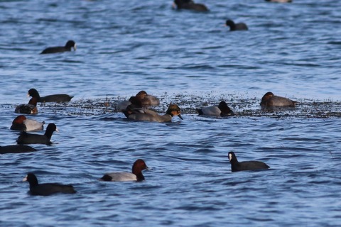 IMG_8550-crop