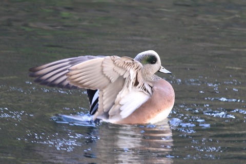 IMG_1590-crop