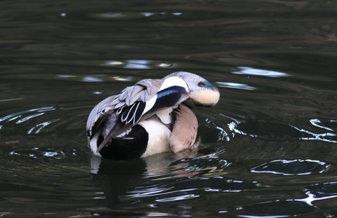 IMG_1564-crop