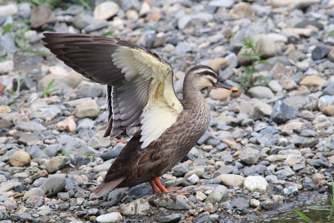 IMG_1405-crop