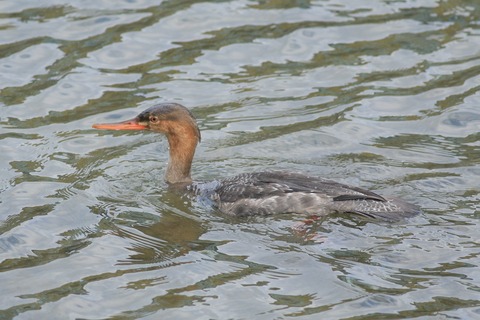 IMG_9419-crop