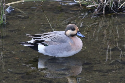 IMG_8461-crop