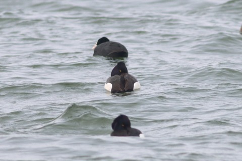 IMG_5986-crop