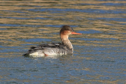 IMG_6480-crop