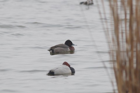 IMG_3078-crop