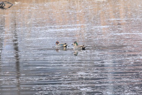 IMG_5287-crop