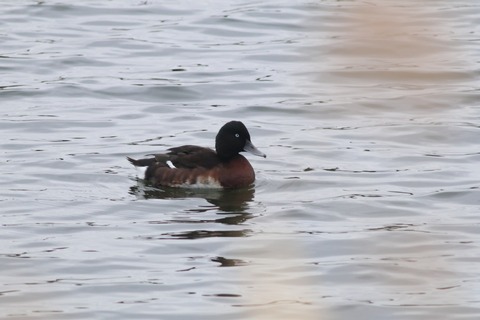 IMG_0834-crop