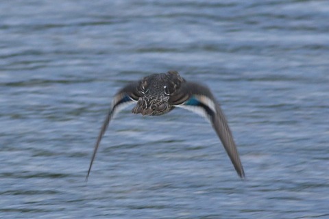 IMG_5830-crop