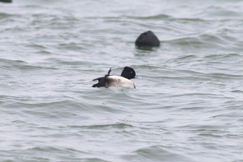IMG_6016-crop